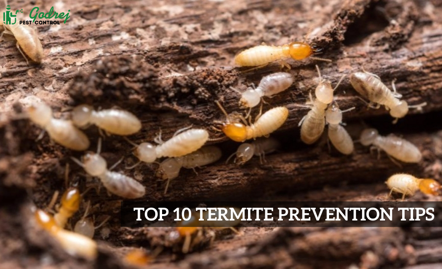 Top 10 Termite Control Tips By Expert