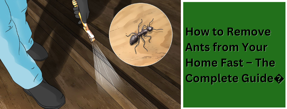 How to Remove Ants from Your Home Fast – The Complete Guide�