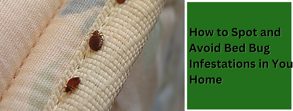 How to Spot and Avoid Bed Bug Infestations in Your Home‍