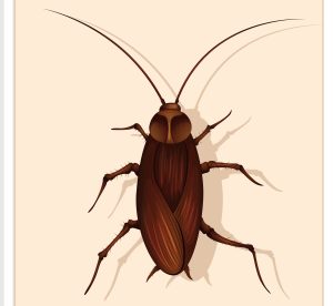 How-To-Remove-Roaches-From-Your-Home-Fast-And-Easily