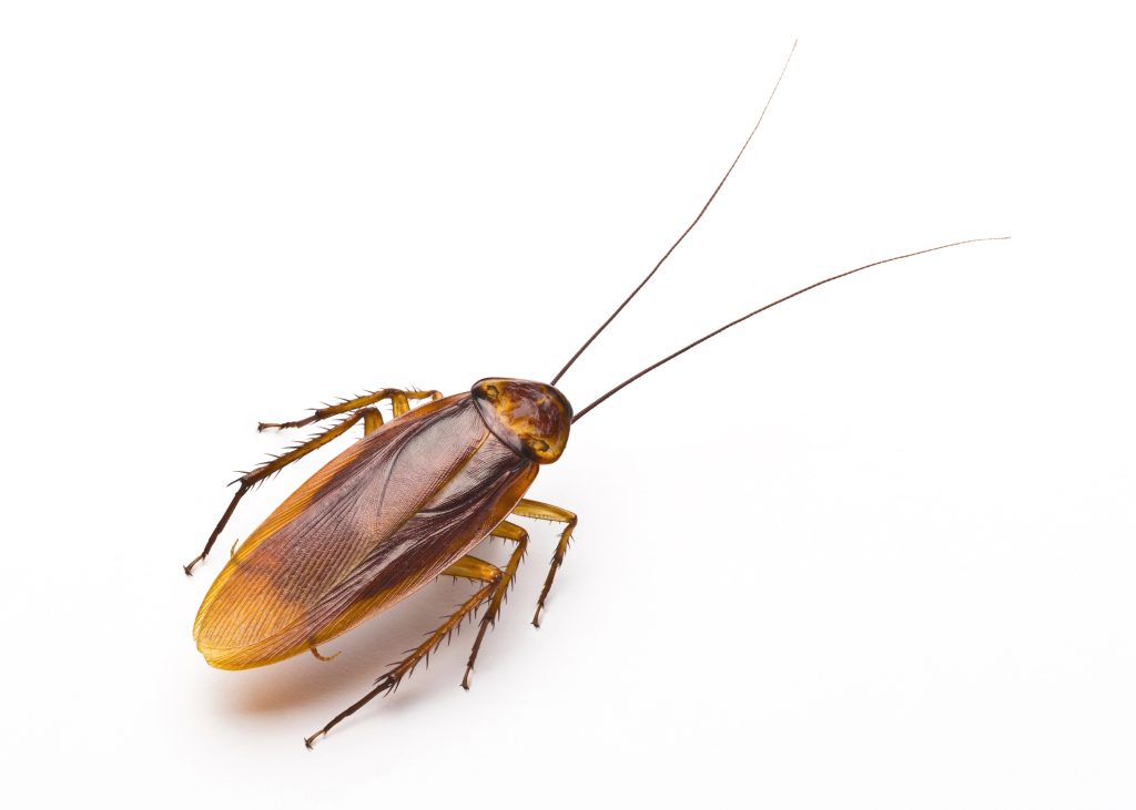 How-To-Remove-cockroaches-From-Your-Home-Fast-And-Easily