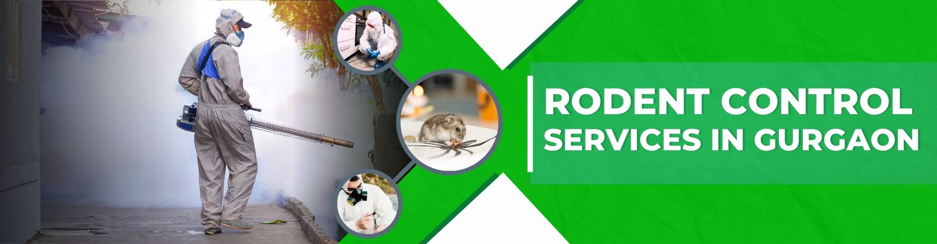 Rodent Control Service at Rs 2000/service in Gurugram