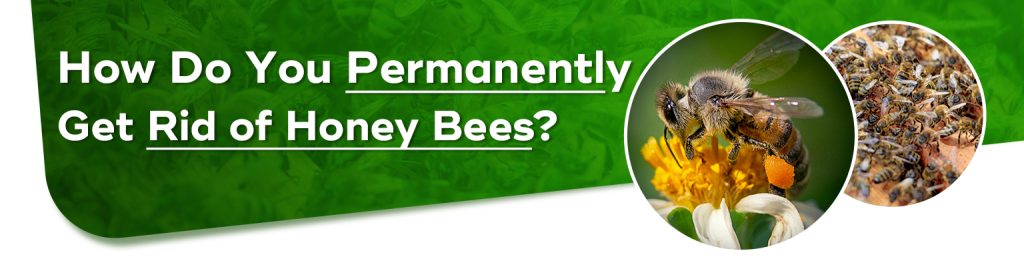 how-do-you-permanently-get-rid-of-honey-bees