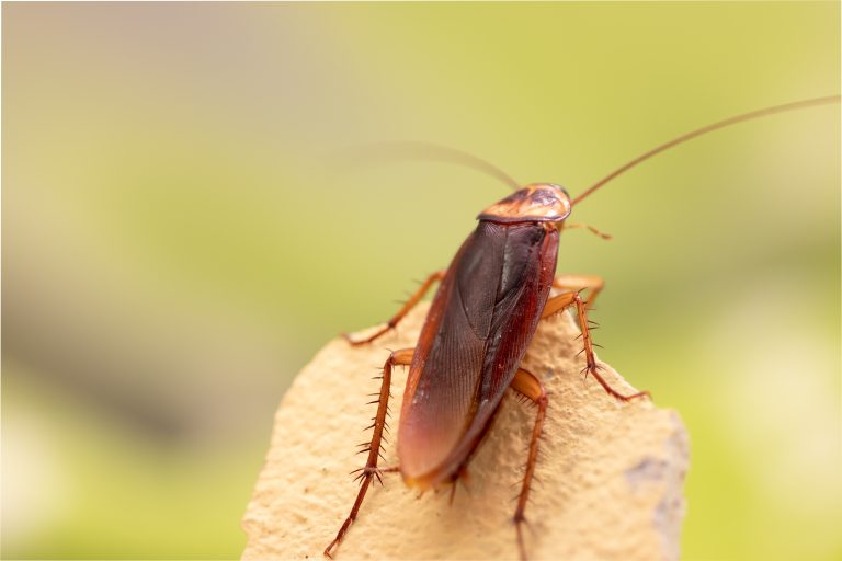 pest-control-services-for-cockroaches